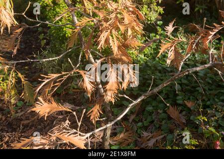 Foglie marroni d'autunno su un albero di quercia di Daimio (Quercus dentata 'pinnatifida') che cresce in un giardino di bosco nel Devon Rurale, Inghilterra, Regno Unito Foto Stock