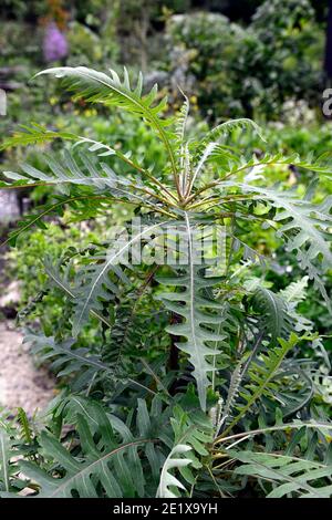 Sonchus palmenis,la Palma scrofa-thistle,foglie,fogliame,tenera perenne,arbusto,Dandelions albero gigante,giardino,giardini,RM Floral Foto Stock