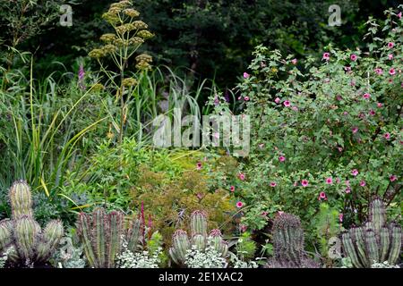 cactus giardino,cactus,succulente,succulenti,impianto misto,succulenti e perenni,Phytolacca icosandra,anisodontea capensis el rayo,Africano mal Foto Stock