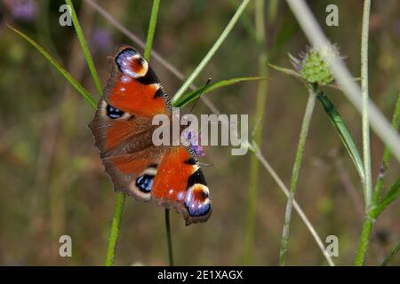 Wild Peacock Butterfly (Aglais io) che riposa su diavoli pianta poco scabiosa. Hemsted Forest vicino Cranbrooke Kent. 06.10.2007. Foto Stock