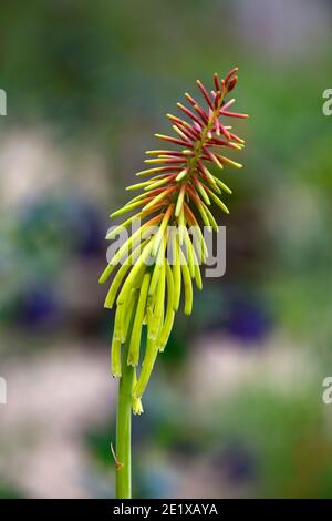 kniphofia rufa,red hot poker mango rufa,verdastro-giallo arancio fiori,verde-giallo arancio fiori,fiore,fiori,picchi,picchi,fiori,RM Floreale Foto Stock