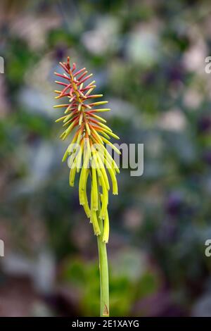 kniphofia rufa,red hot poker mango rufa,verdastro-giallo arancio fiori,verde-giallo arancio fiori,fiore,fiori,picchi,picchi,fiori,RM Floreale Foto Stock