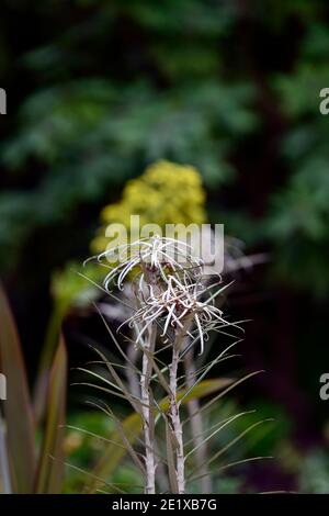 Olearia lacunosa,strette,marrone scuro,foglie,fogliame,capretti tree,RM Floral Foto Stock