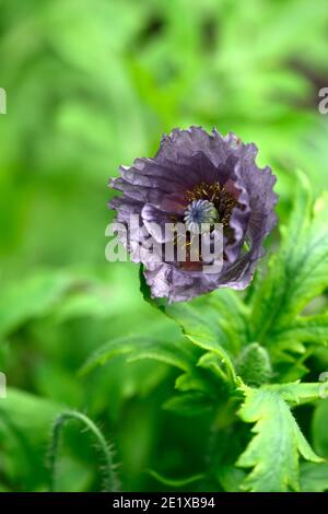 Papaver rhoeas Amazing Grey, papavero annuale, papaveri annuali, grigio, grigi, sfumature di grigio, fiore, fiori, fioritura, annuali, RM floreale Foto Stock