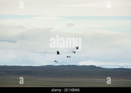 Ibis fronte nero (Theristicus melanopsis) in volo vicino a Punta Arenas, Patagonia, Cile Foto Stock