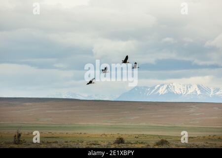 Ibis fronte nero (Theristicus melanopsis) in volo vicino a Punta Arenas, Patagonia, Cile Foto Stock