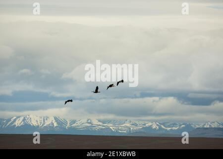 Ibis fronte nero (Theristicus melanopsis) in volo vicino a Punta Arenas, Patagonia, Cile Foto Stock