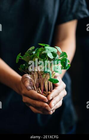 Mani che reggono crescione fresco / Nasturtium Microgreens (foglie giovani) Foto Stock