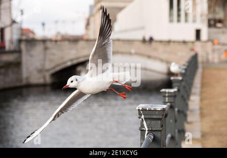 Berlino, Germania. 10 gennaio 2021. Un gabbiano vola da una ringhiera sul canale Sprea. Credit: Christophe Gateau/dpa/Alamy Live News Foto Stock