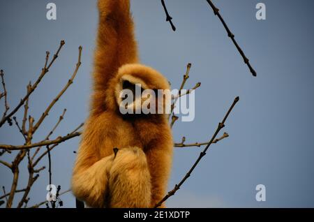 piccola scimmia soffice appesa all'albero nello zoo Foto Stock