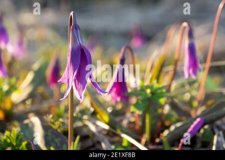 Pianta selvatica bulbosa precoce di Kandyk Siberiano (lat. Erythronium sibiricum) ha chiuso i suoi petali a causa della pioggia in una radura di foresta in una giornata di sole di primavera. Foto Stock