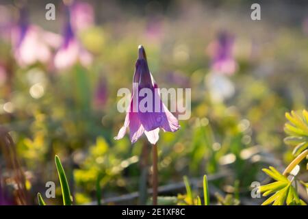 Pianta selvatica bulbosa precoce di Kandyk Siberiano (lat. Erythronium sibiricum) fiorisce in una radura di foresta in una giornata di sole primaverile. Foto Stock