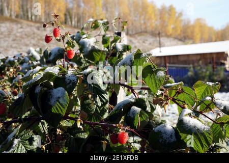 Un cespuglio di lamponi delle varietà Cap di Monomakh si trova coperto di neve in un giardino d'autunno, su uno sfondo di uccelli gialli. Foto Stock