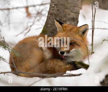 Volpe rossa riposante su neve e pelliccia di pulizia nella stagione invernale nel suo habitat con fondo di neve che mostra coda di volpe, pelliccia, lingua. Immagine FOX. Foto Stock