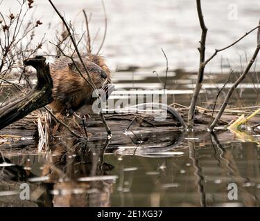 Foto di scorta di Muskrat. Muskrat seduto su un log che mostra la sua pelliccia marrone, coda con uno sfondo di acqua sfocata nel suo ambiente e habitat. Immagine. PICT Foto Stock