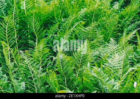 Spessi di felce. Foglia verde coperta nella foresta pluviale. Texture naturale scenografica di foglie di felce. Foto Stock