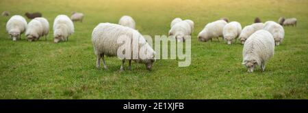 Un gregge di pecore che pascolano sul campo Foto Stock