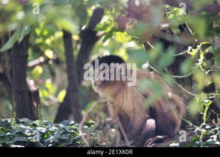 Le scimmie scoiattolo sono piccole creature vivaci che amano rampare negli alberi e talvolta anche rubare cose cheekily dalla gente. Foto Stock