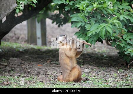 Le scimmie scoiattolo sono piccole creature vivaci che amano rampare negli alberi e talvolta anche rubare cose cheekily dalla gente. Foto Stock