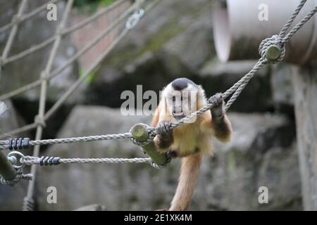 Le scimmie scoiattolo sono piccole creature vivaci che amano rampare negli alberi e talvolta anche rubare cose cheekily dalla gente. Foto Stock