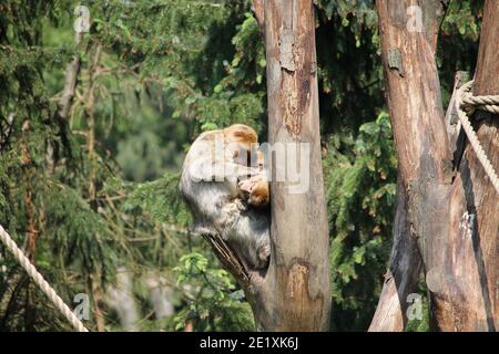 Le scimmie scoiattolo sono piccole creature vivaci che amano rampare negli alberi e talvolta anche rubare cose cheekily dalla gente. Foto Stock