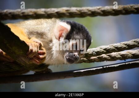 Le scimmie scoiattolo sono piccole creature vivaci che amano rampare negli alberi e talvolta anche rubare cose cheekily dalla gente. Foto Stock