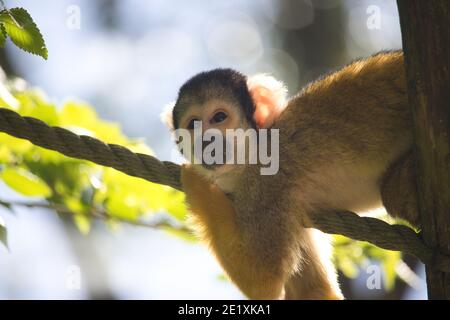 Le scimmie scoiattolo sono piccole creature vivaci che amano rampare negli alberi e talvolta anche rubare cose cheekily dalla gente. Foto Stock