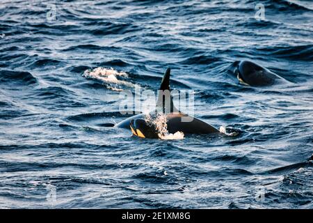 Orcas pilota balene all'atlantico vicino andenes, norvegia Foto Stock