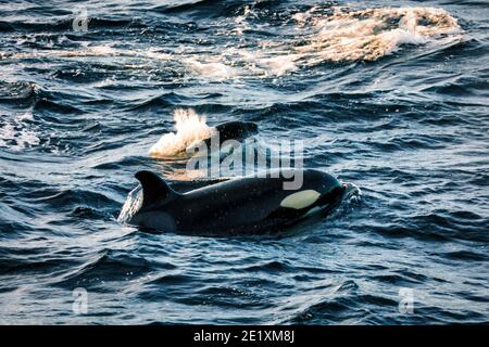 Orcas pilota balene all'atlantico vicino andenes, norvegia Foto Stock
