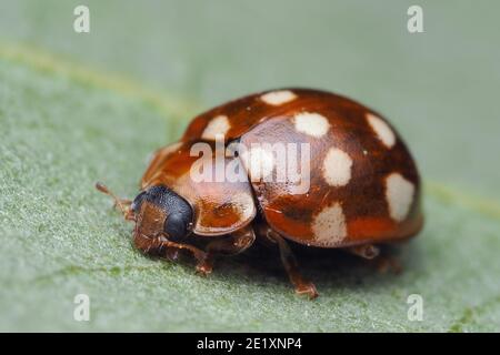 Crema spot Ladybird (Calvia quattuordecimguttata) a riposo su foglia di pianta. Tipperary, Irlanda Foto Stock