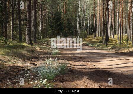 Foresta strada di sabbia Foto Stock