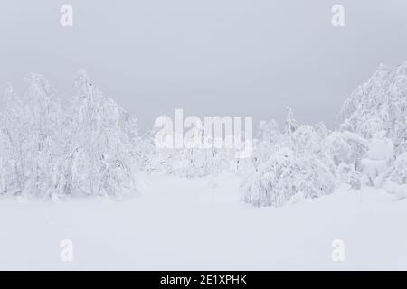 bianca foresta di montagna surgelata, alberi coperti da uno spesso strato di gelo in piedi nella neve profonda Foto Stock