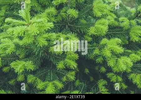 Rami verdi di abete rosso nella foresta estiva Foto Stock