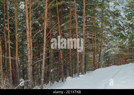 Tronchi gialli di pini alti nella foresta invernale. Rami di alberi sono coperti di neve fresca. Foto Stock