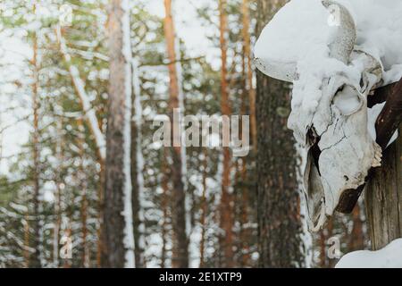 Cranio di mucca su palo di legno nella foresta invernale. Preparandosi per rituale mistico Foto Stock