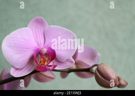 Orchidea rosa con petali delicati e sfondo verde parete, orchidea rosa fioritura con gemme macro, bellezza in natura, fiori esotici, macro fotografia Foto Stock