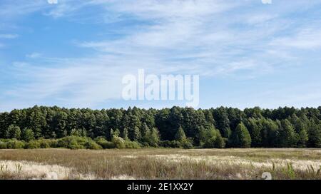 Fitta foresta contro il cielo e prati. Bellissimo paesaggio di una fila di alberi e cielo blu sfondo Foto Stock