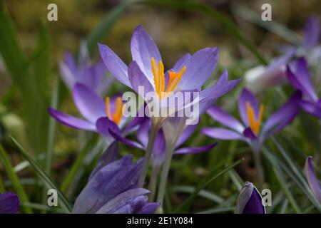 Fiori di crocus viola pallido, Crocus tommasinianus, Lilac Beauty, mostrando stigma e resistenza, fiorendo in primavera in Gran Bretagna, primo piano Foto Stock