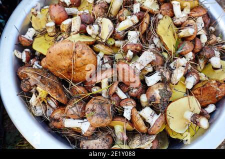 Funghi Boletus e Suillus sporchi e non pelati in secchio. Raccolta di funghi selvatici nella foresta d'autunno. Vista dall'alto Foto Stock