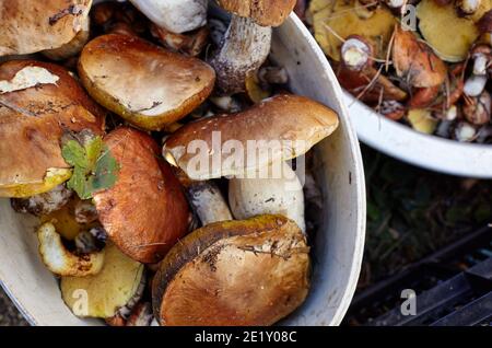 Funghi Boletus e Suillus sporchi e non pelati in secchio. Raccolta di funghi selvatici nella foresta d'autunno. Vista dall'alto Foto Stock