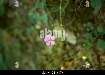 Dianthus carthusianorum fiore viola da vicino Foto Stock