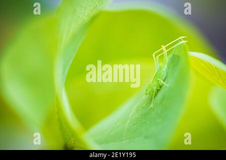 Meconema thalassinum, rovere bush-cricket o drumming katydid su una foglia in una struttura ad albero Foto Stock