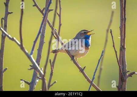 Un uccello blu-gola maschio Luscinia svecica cianecula cantare per attirare Una femmina durante la stagione di allevamento in primavera Foto Stock