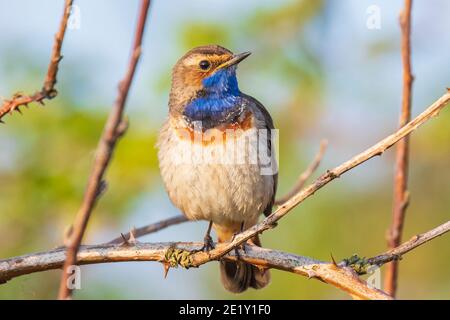 Un uccello della gola blu Luscinia svecica cianecula cantare in un albero per attrarre una femmina durante la stagione di riproduzione in Springtime Foto Stock