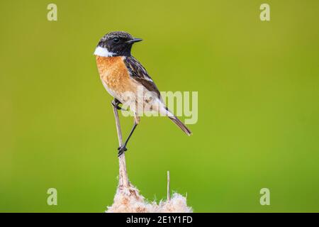 Stonechat uccello maschile, Saxicola rubicola, primo piano al sole del mattino arroccato sul fiore di canna Typha latifolia Foto Stock