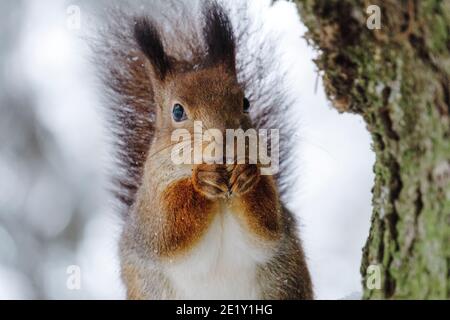 Scoiattolo nella foresta invernale. Uno scoiattolo si siede su un ramo di albero e mangia in una giornata di sole inverno. Foto Stock