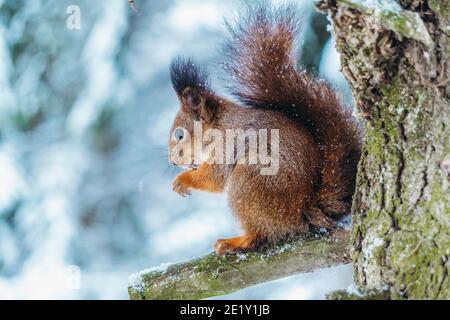 Scoiattolo nella foresta invernale. Uno scoiattolo si siede su un ramo di albero e mangia in una giornata di sole inverno. Foto Stock