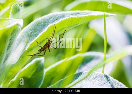 Grande vivaio web ragno femmina, Pisaura mirabilis, che giace in agguato cattura insetti. Foto Stock