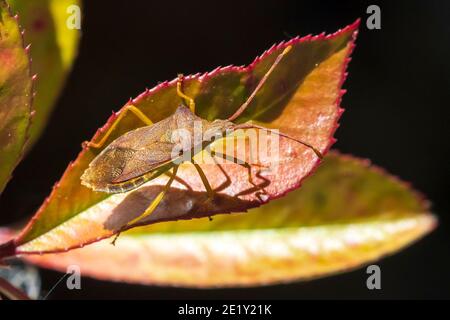 Closeup di un insetto di Soe Bug, Dolycoris baccarum, strisciando sotto la luce del sole nella vegetazione. Foto Stock