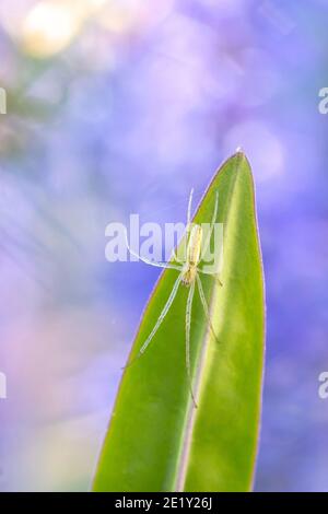 Closeup di un genere di ragno Tetragnatha orbweavers a gelo lungo, o ragno stetch nel suo habitat. Foto Stock